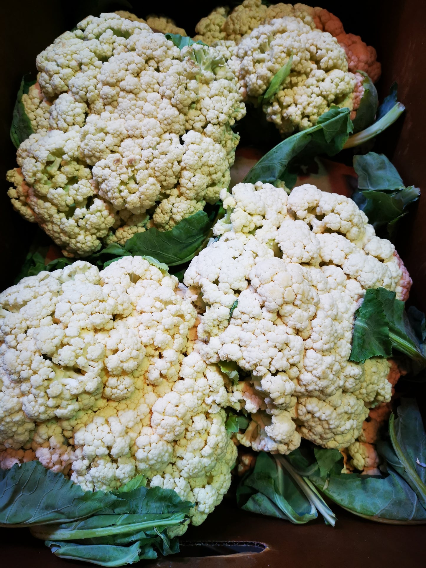 Taiwanese Cauliflower - 台灣菜花 - 1 PC ~3.5LB