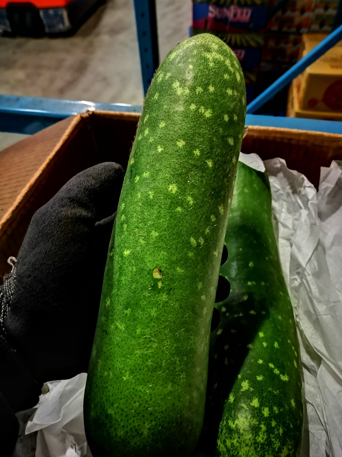 Wax Gourd/Mo Qua - 節瓜/毛瓜 - 2PC~3LB