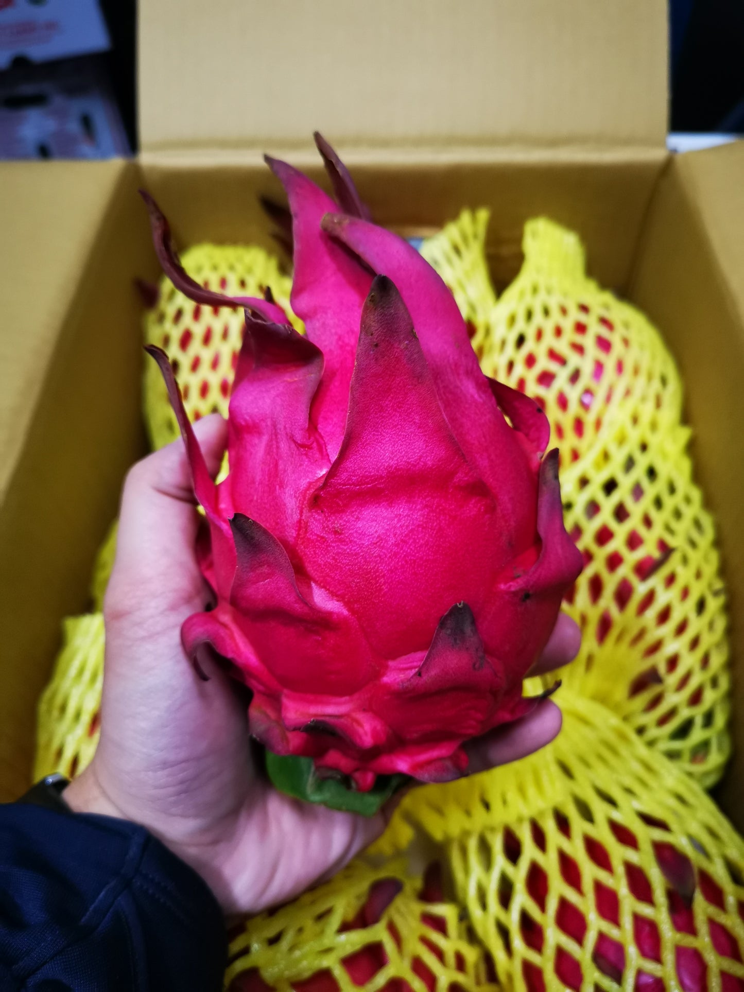 Dragon Fruit, Red - 紅肉火龍果 - 2PC