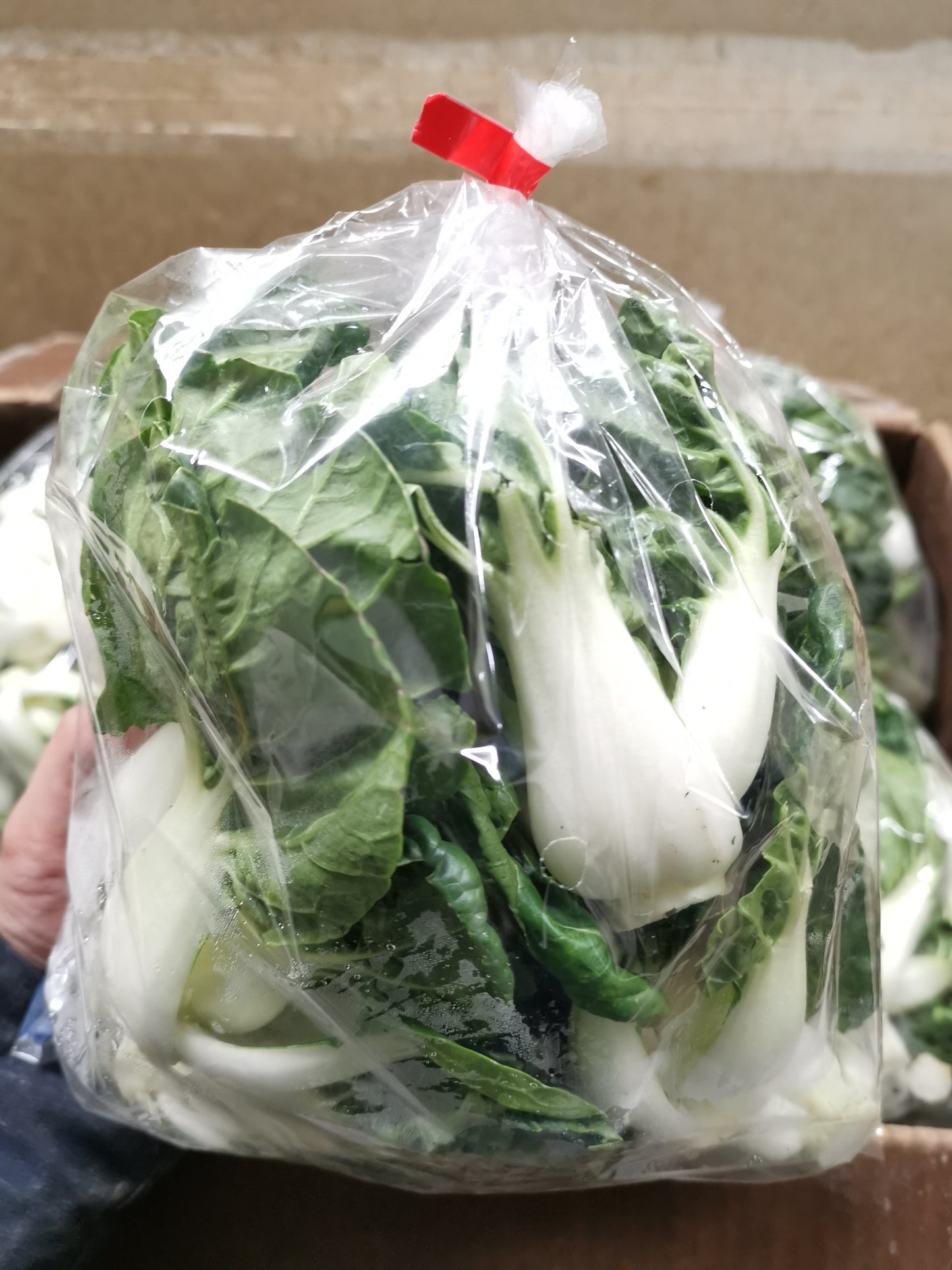 Bok Choy Miu - 白菜苗