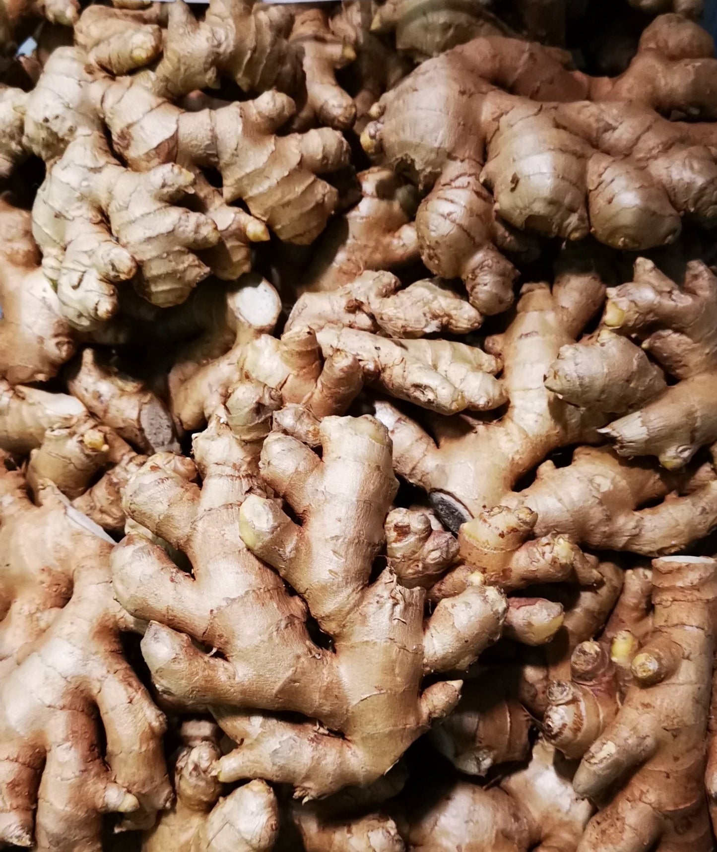 Ginger, Organic - 有基薑